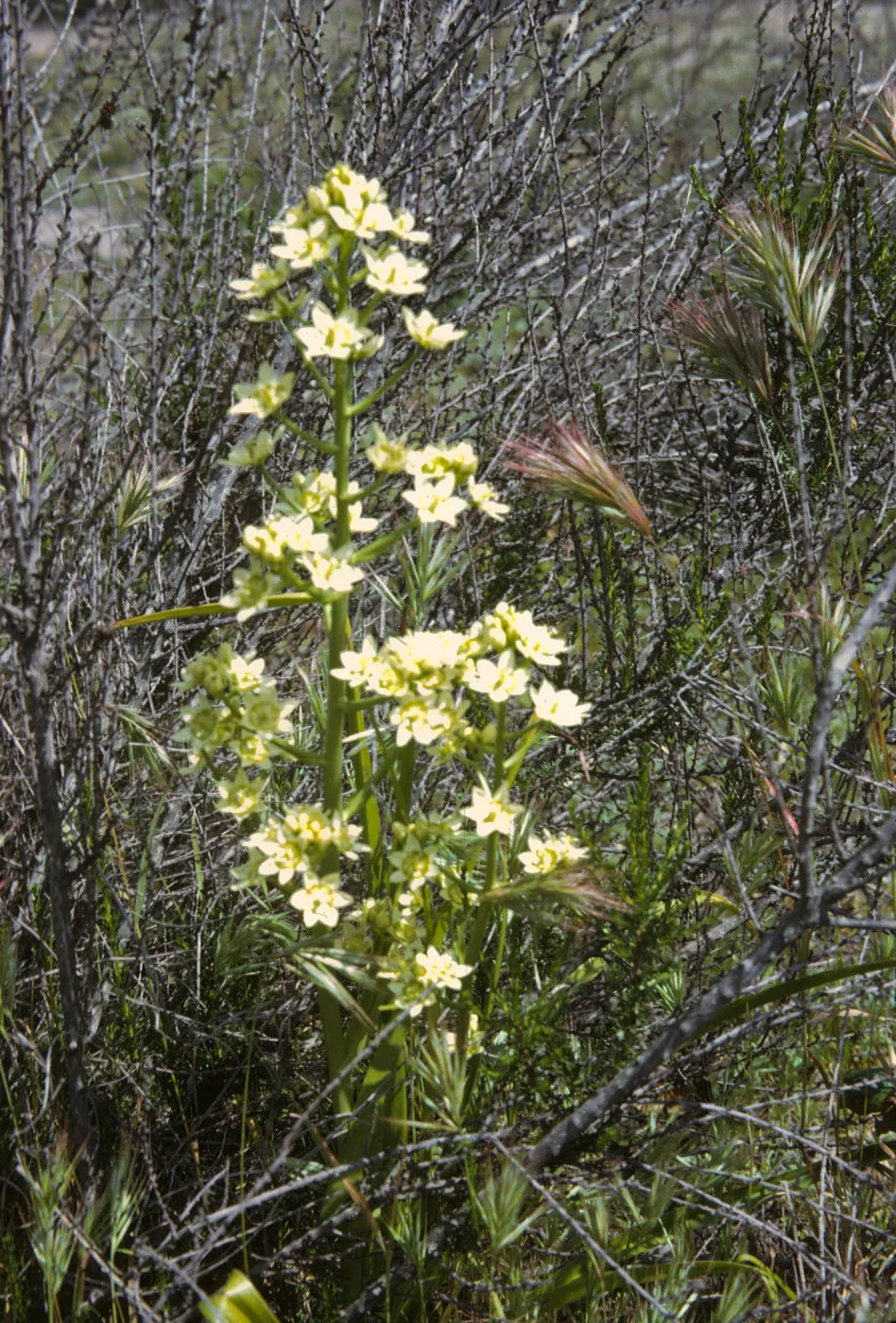 Zigadenus fremontii