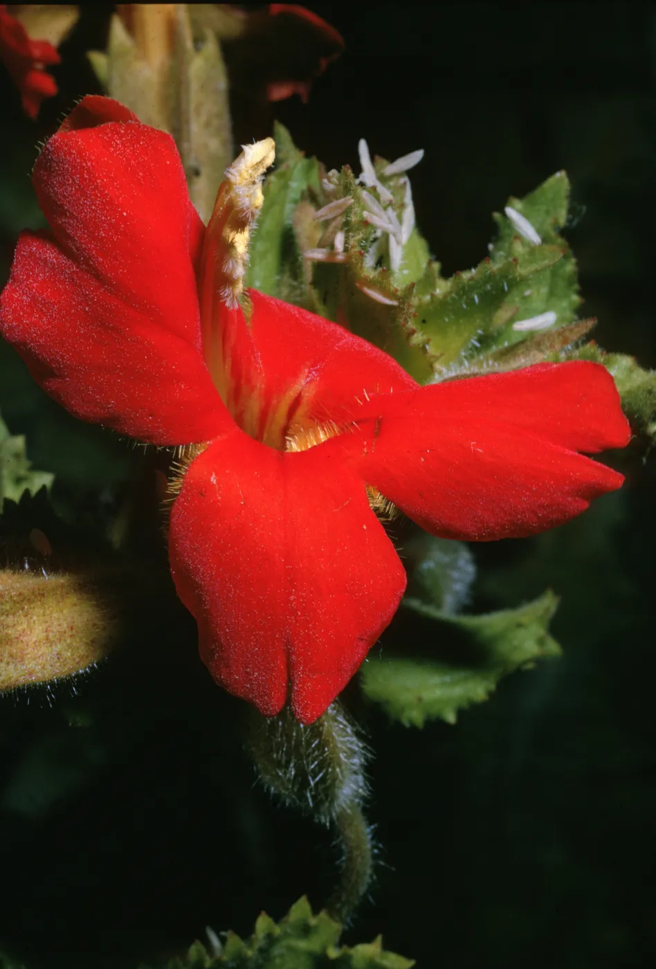 Mimulus cardinalis