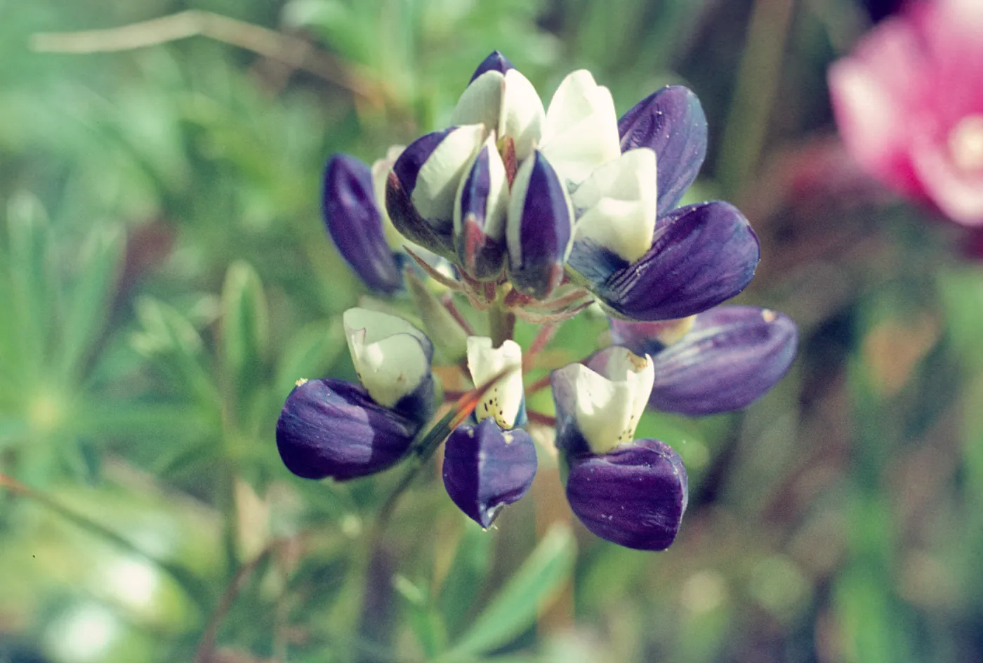 Lupinus varicolor