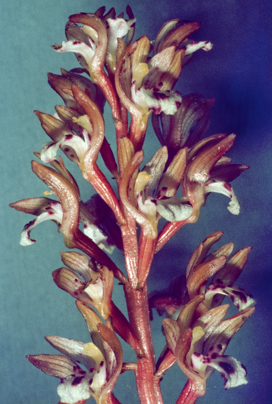 Corallorhiza maculata 