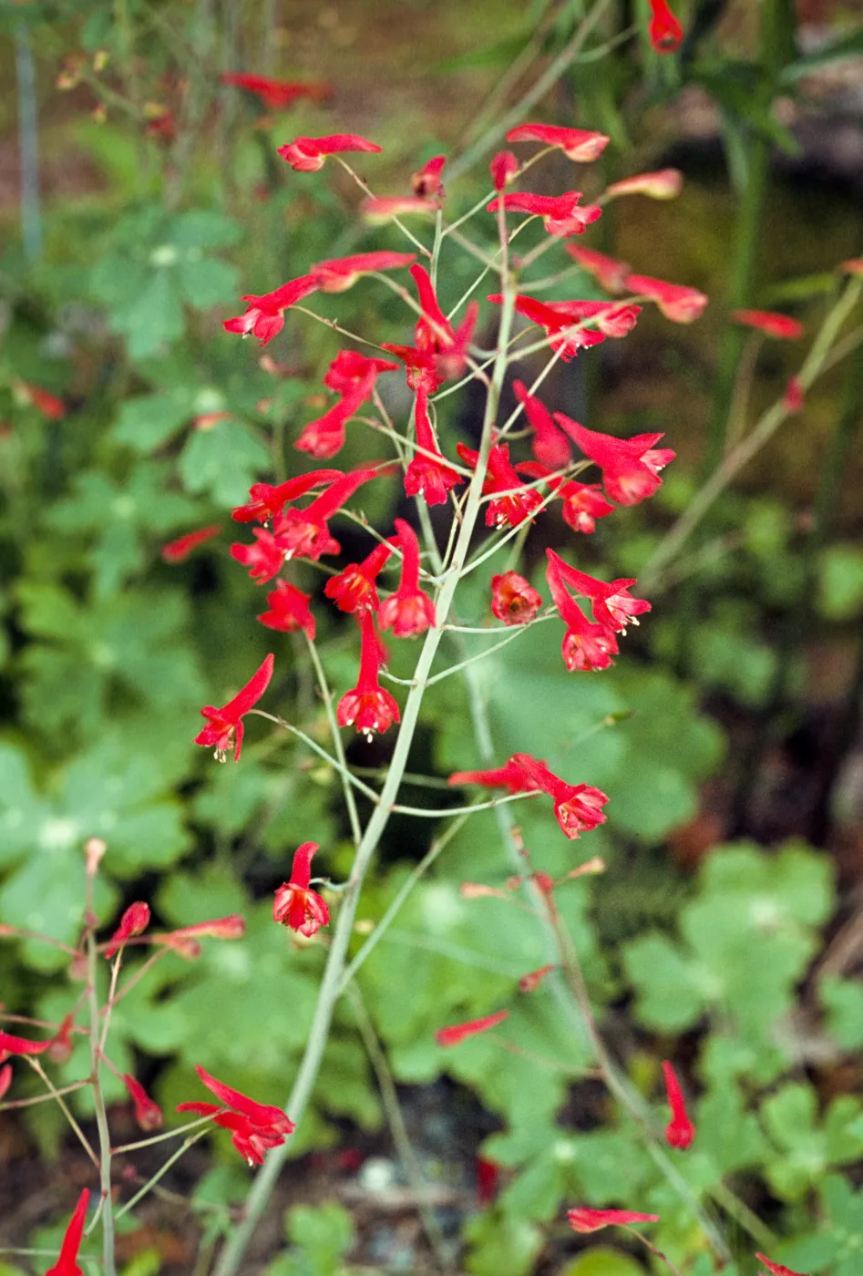 Delphinium nudicaule