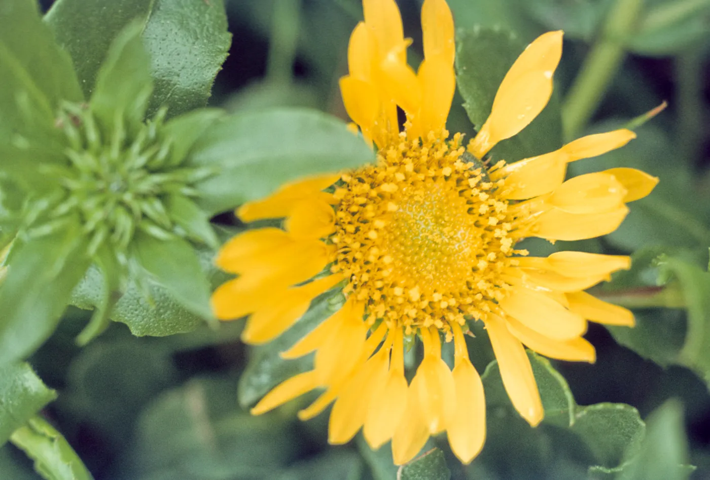 Grindelia