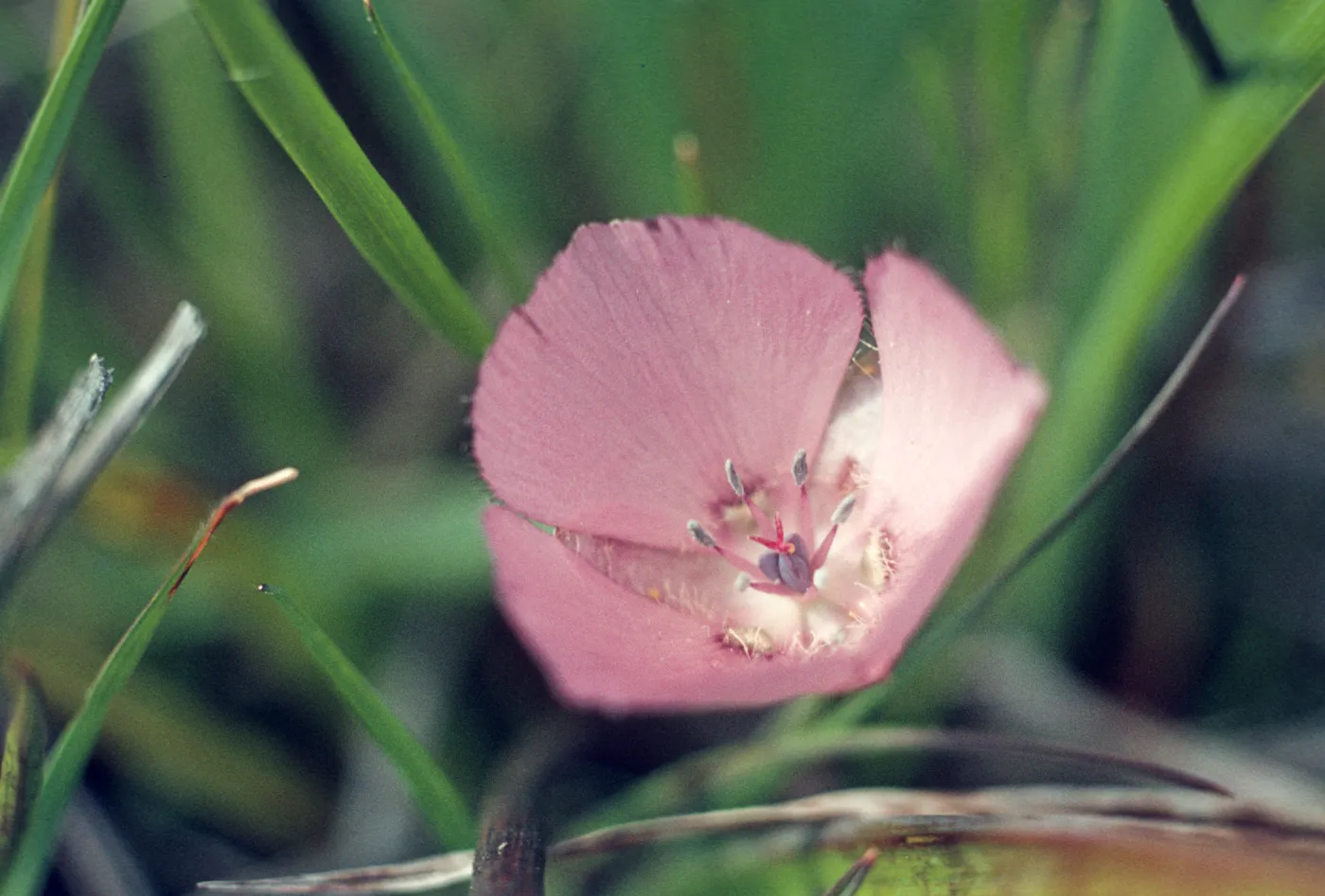 Calochortus uniflorus