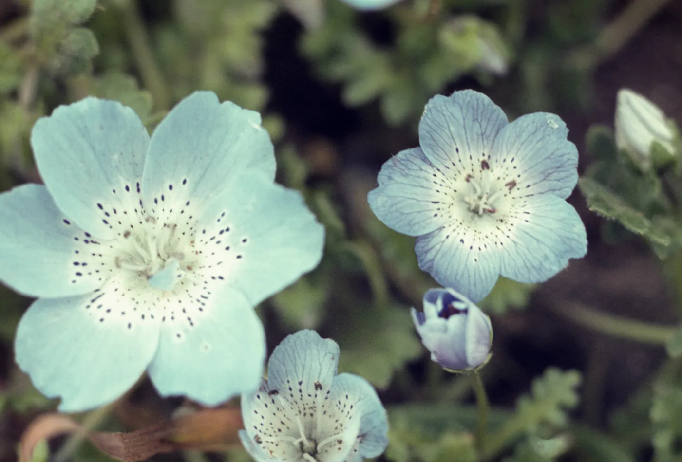 Nemophila menzesii