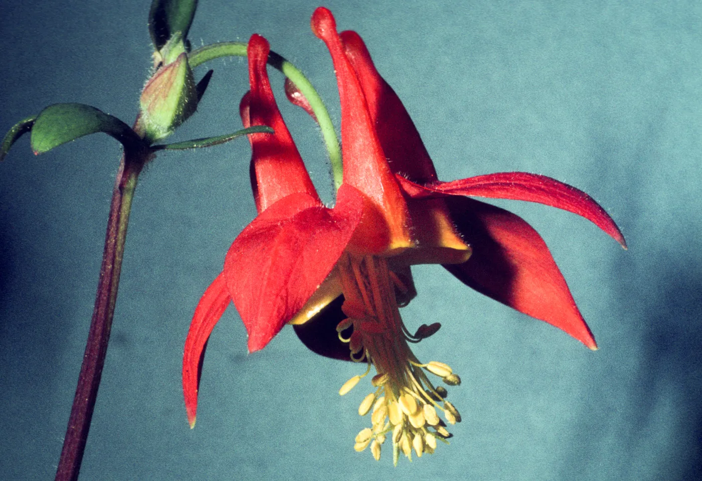 Aquilegia flower