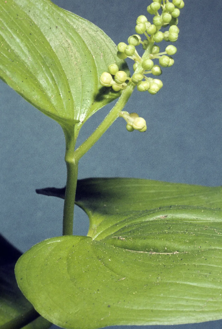 Maianthemum dilatatum 
