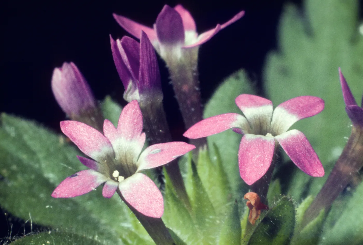 Allophyllum flowers
