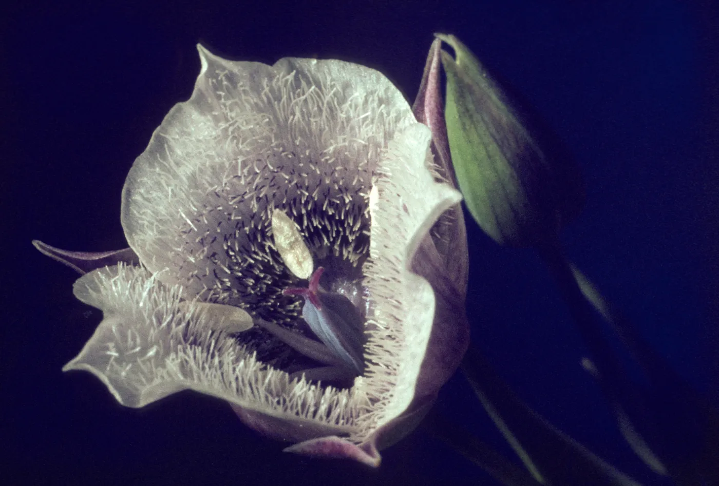 Calochortus tolmiei