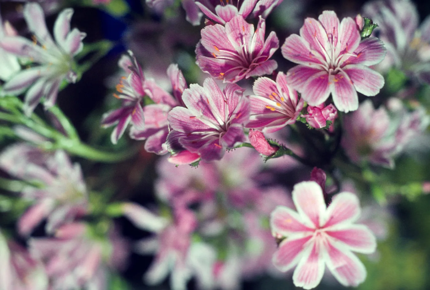 Lewisia cotyledon