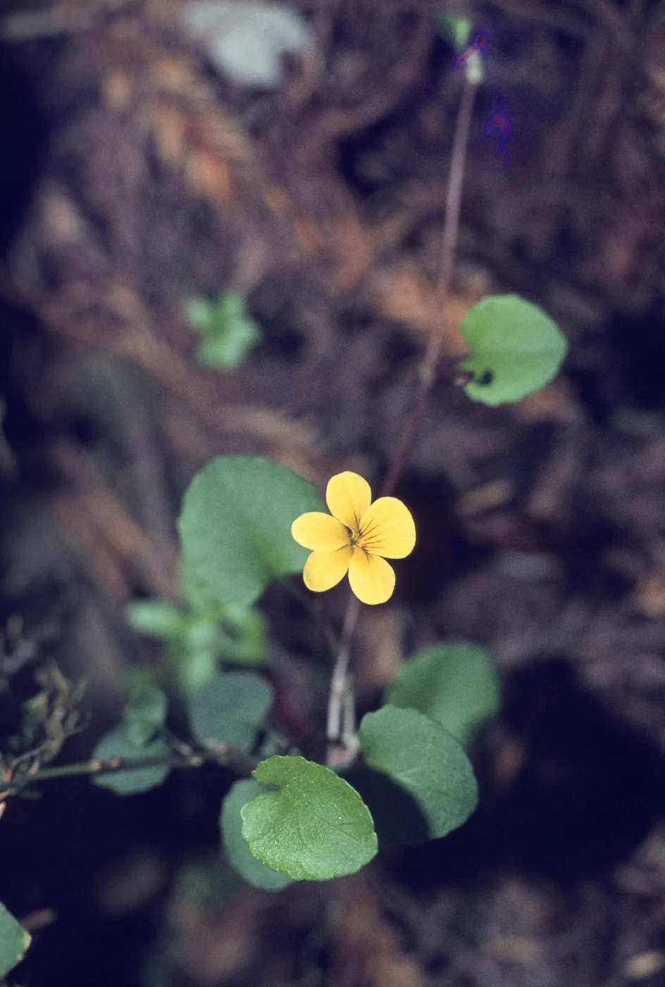 Viola sempervirens 
