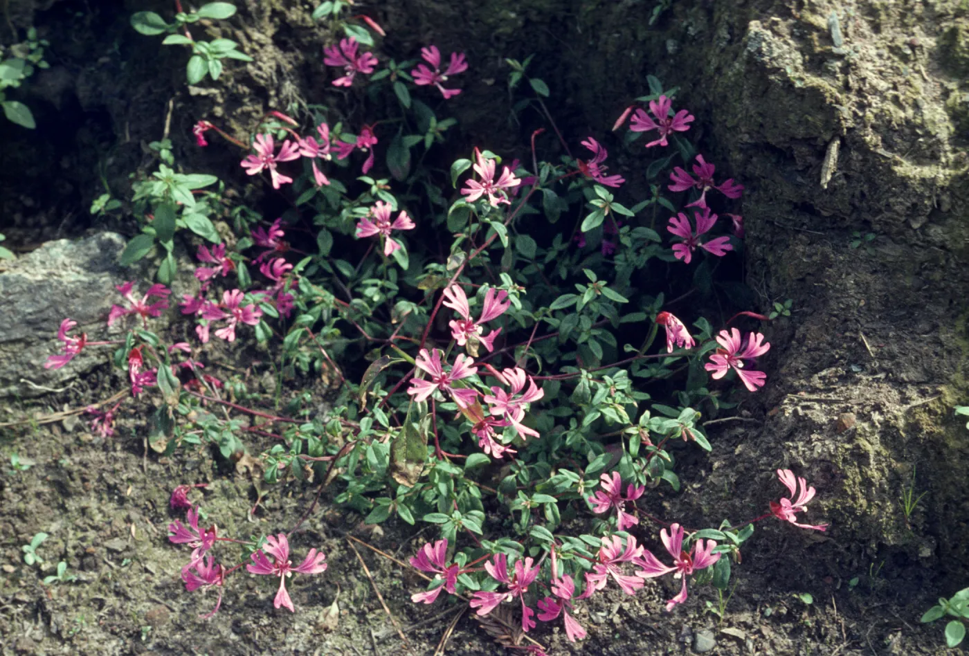 Clarkia concinna (Red Ribbons)