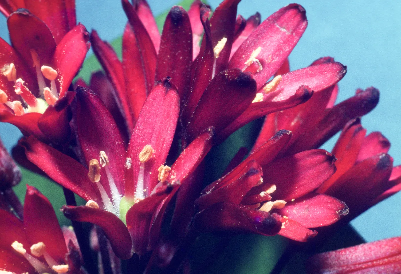 Clintonia andrewsiana 