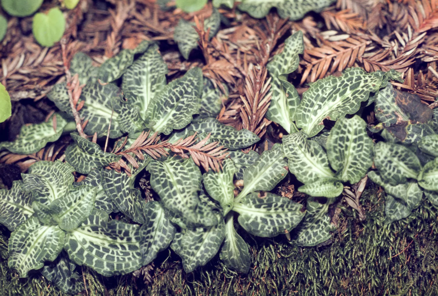 Goodyera oblongifolia 