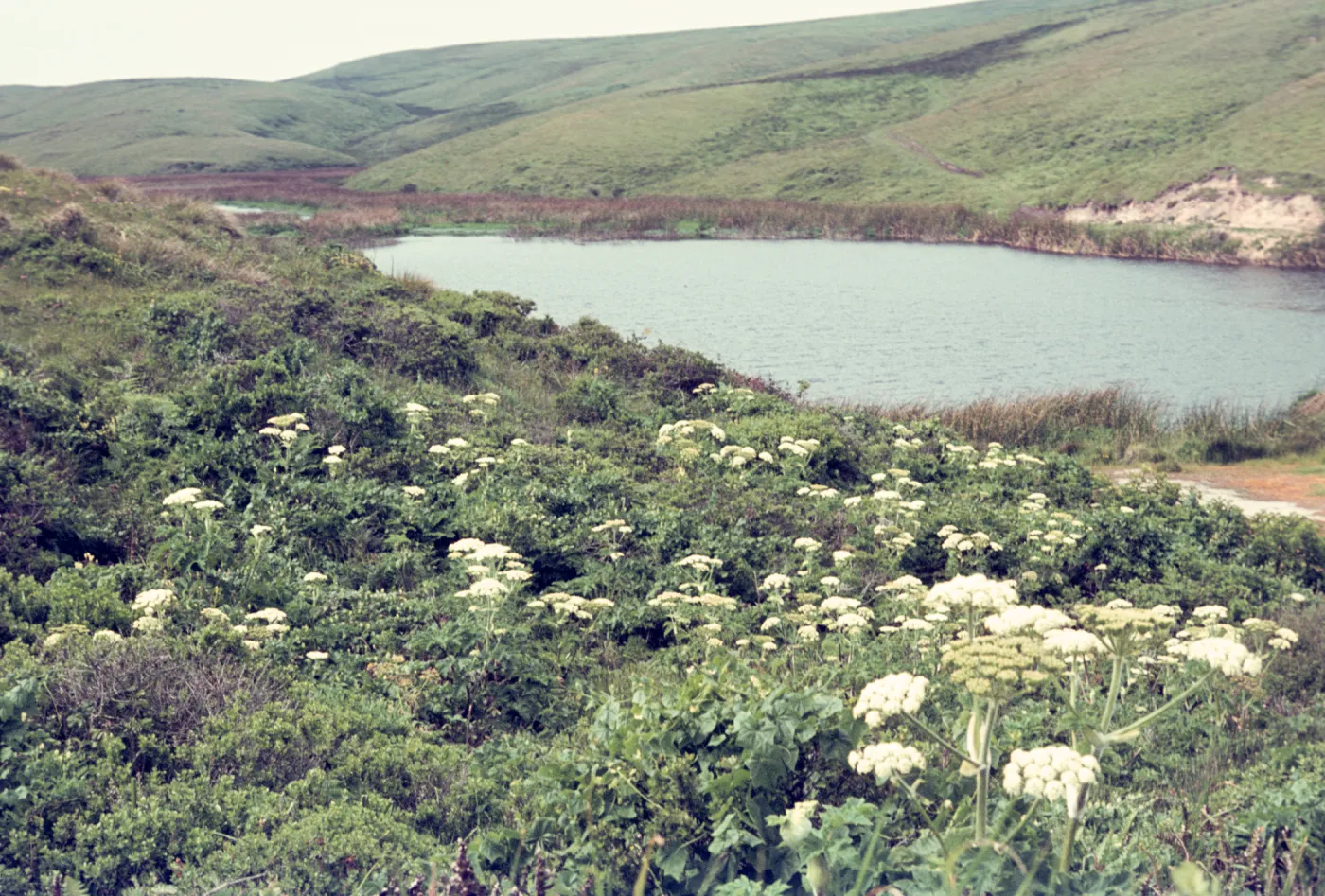 Drakes Bay Pond, Heracleum in flower