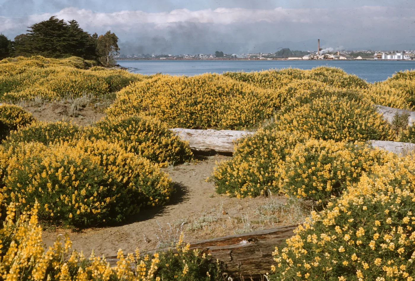 Lupinus arboreus shrubs in flower, Humboldt Bay Lupine