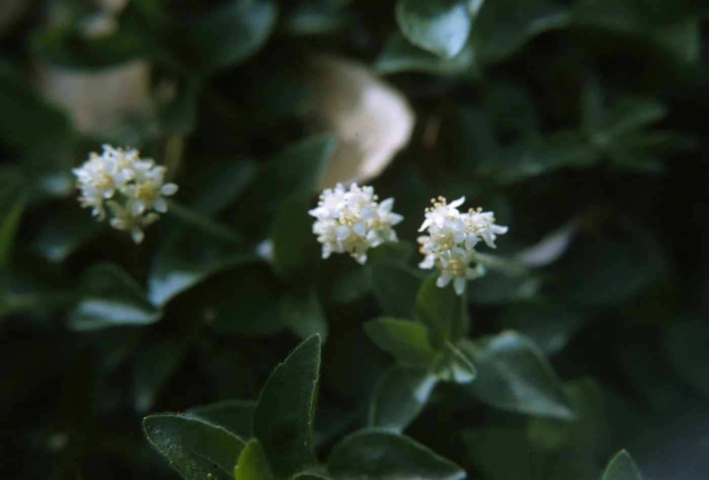 Whipplea modesta flowers, Jolon Road