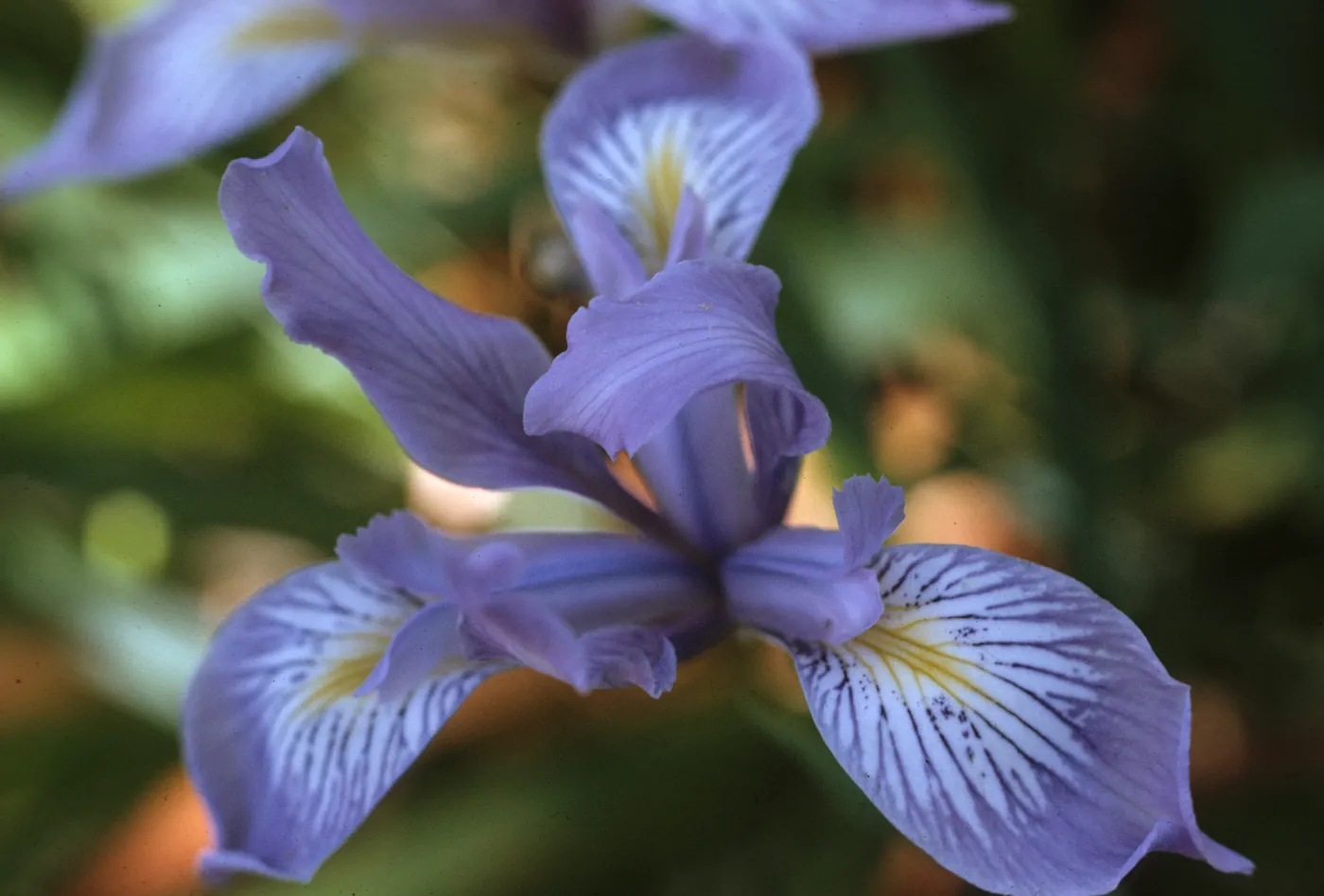Iris douglasiana 