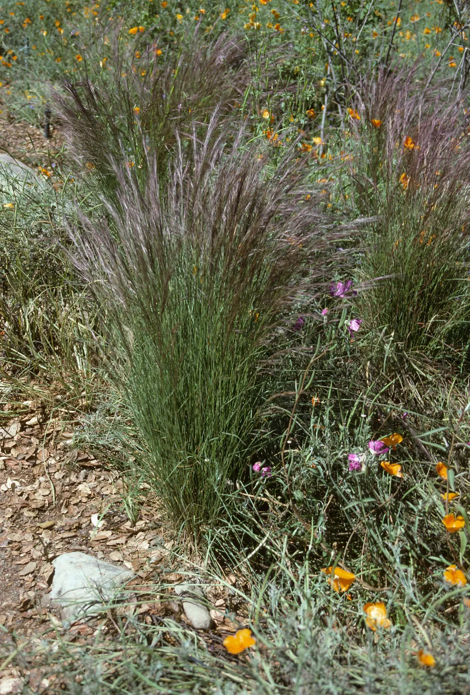 Aristida purpurea, SBBG