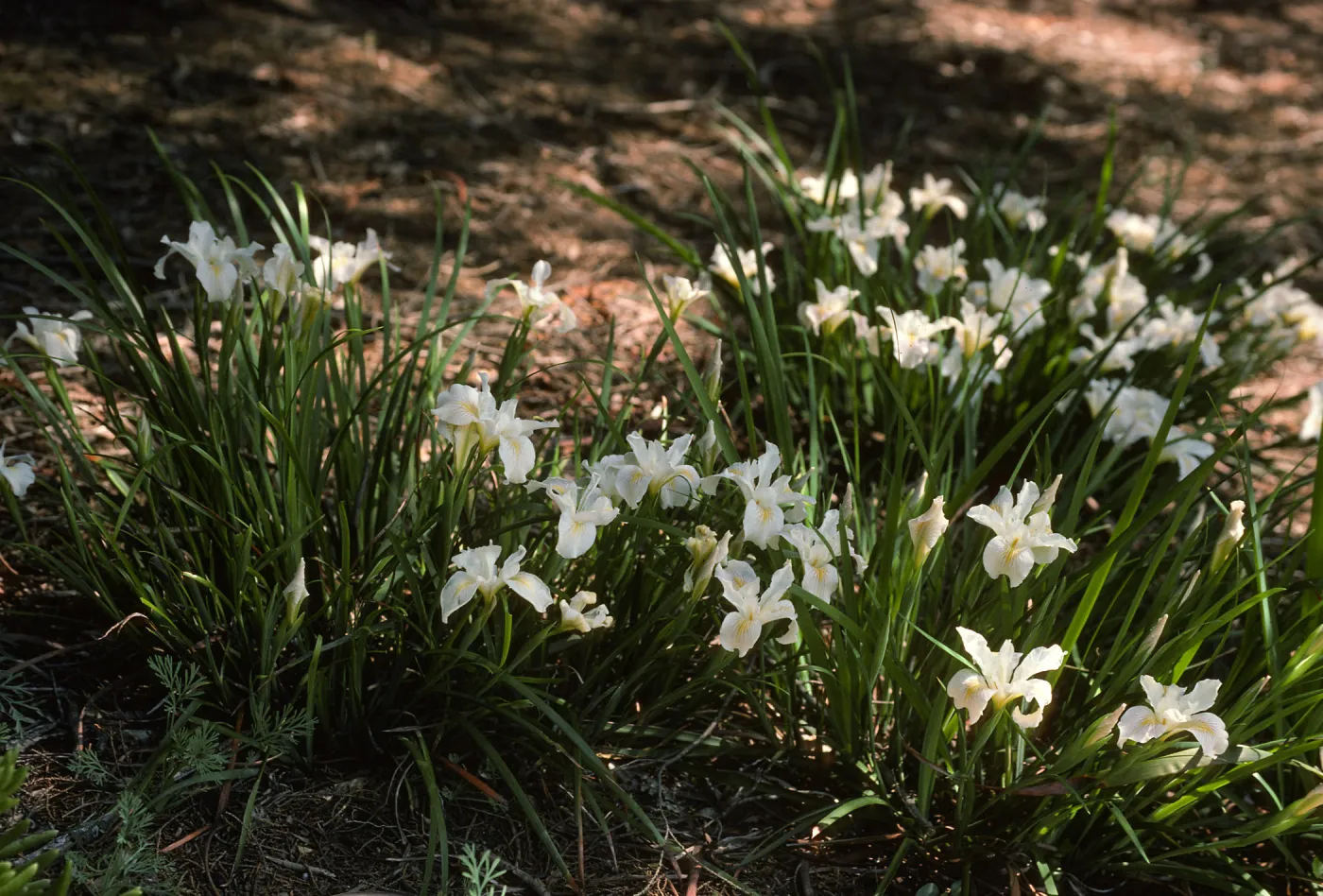 Iris 'Canyon Snow'