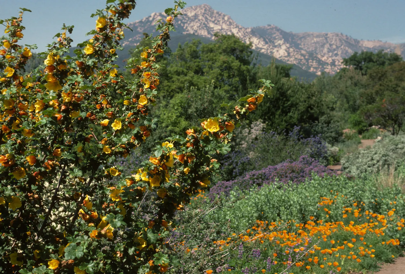 Fremontodendron in bloom, Porter Trail