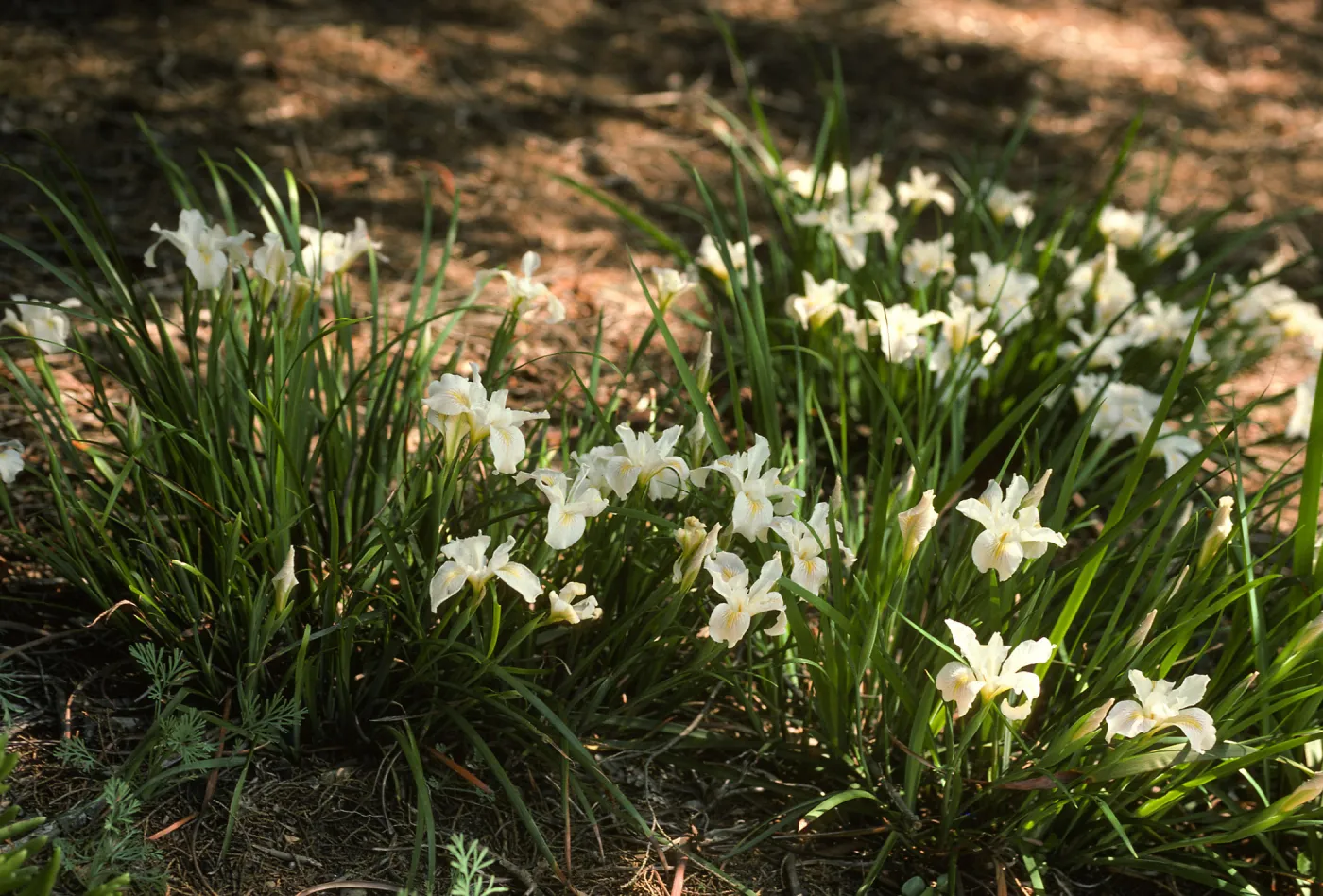 Iris 'Canyon Snow'