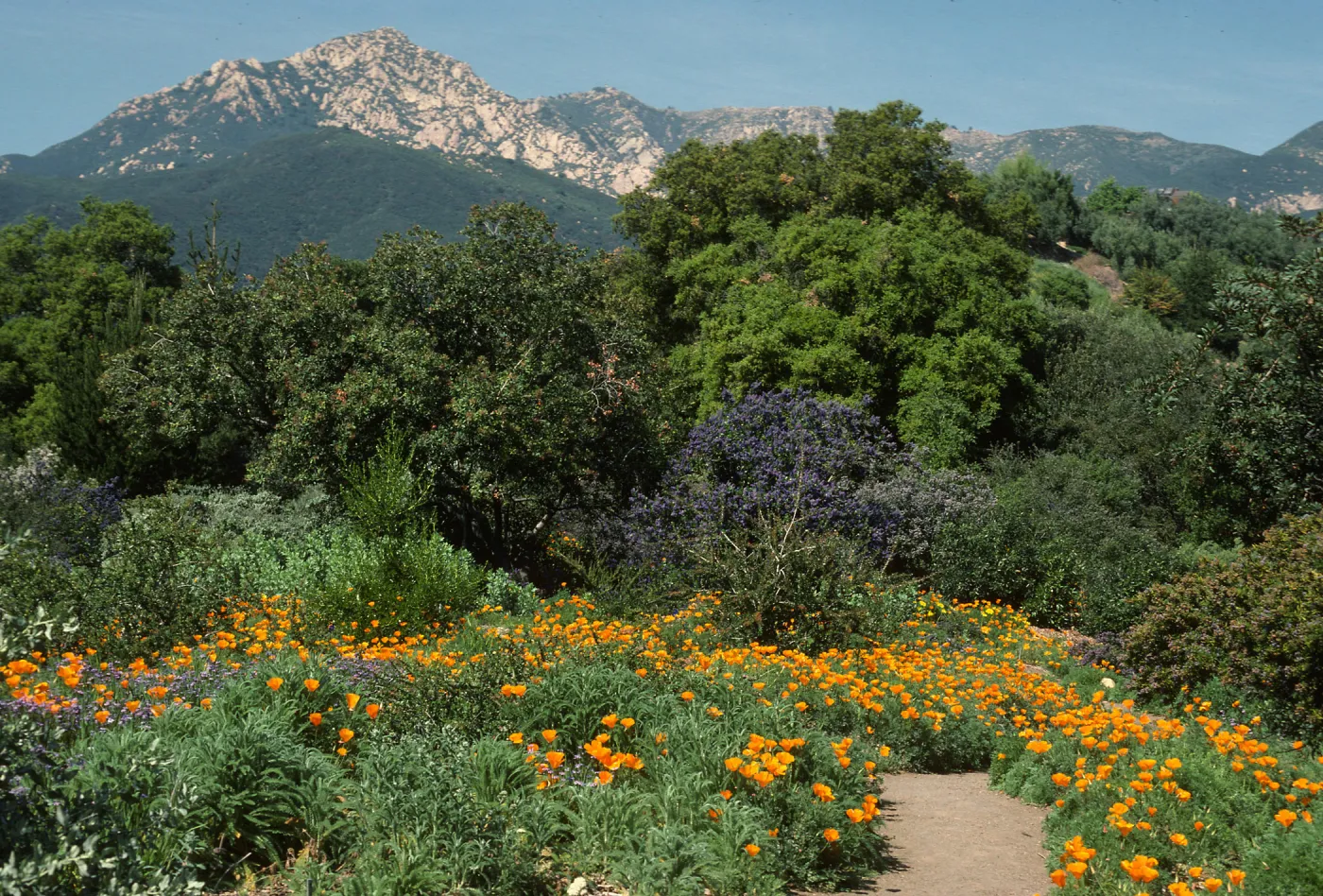 Porter Trail, Arlington Peak, wildflowers