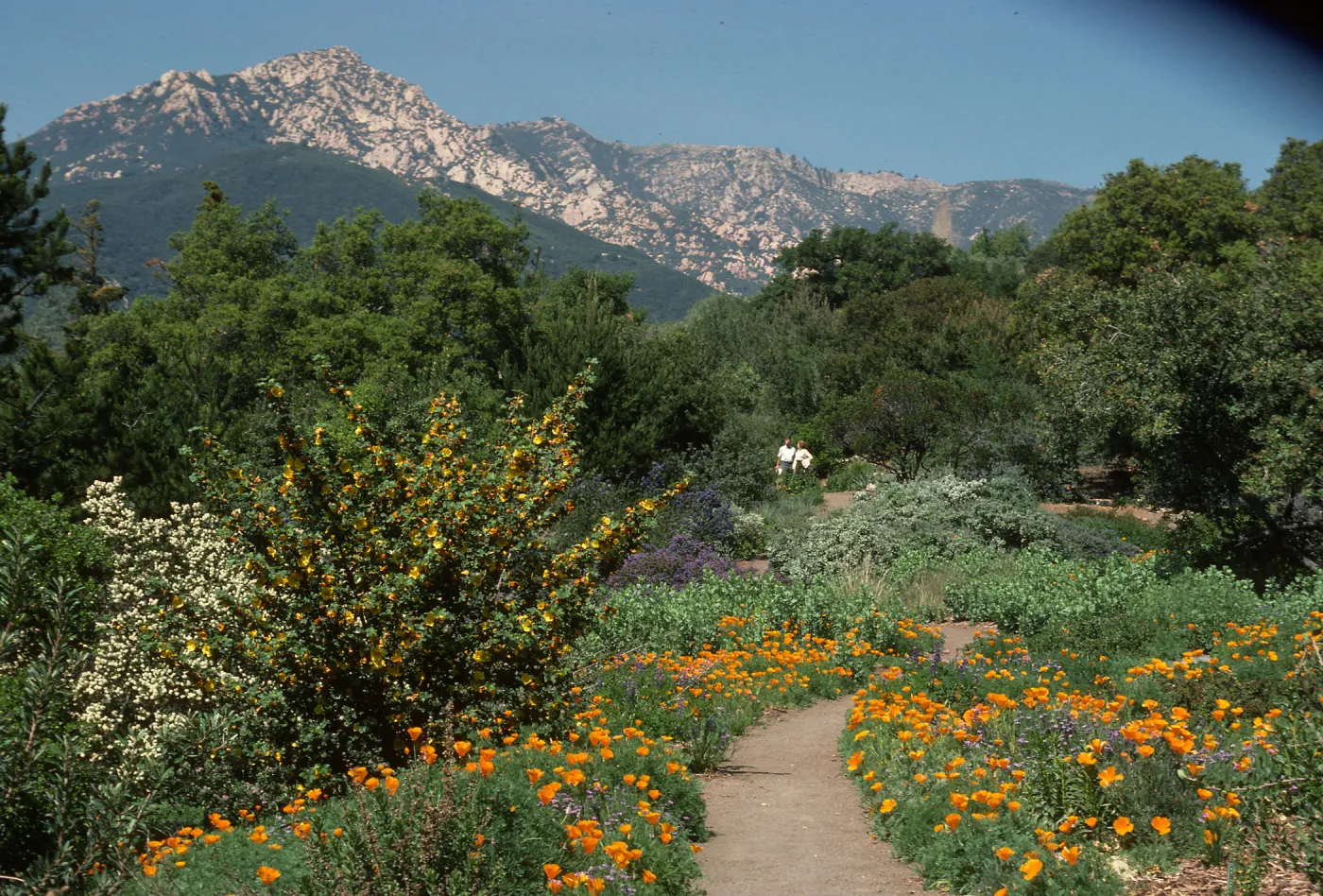 Porter Trail in bloom, wildflowers
