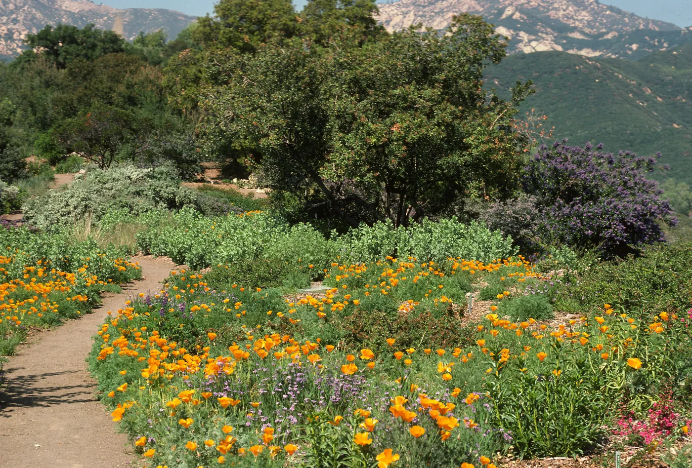 Porter Trail in bloom, wildflowers