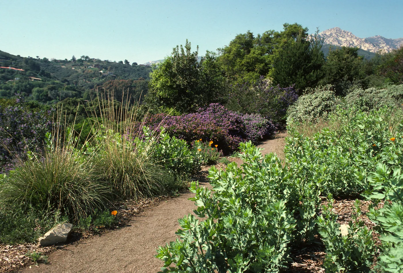 Porter Trail in bloom, wildflowers