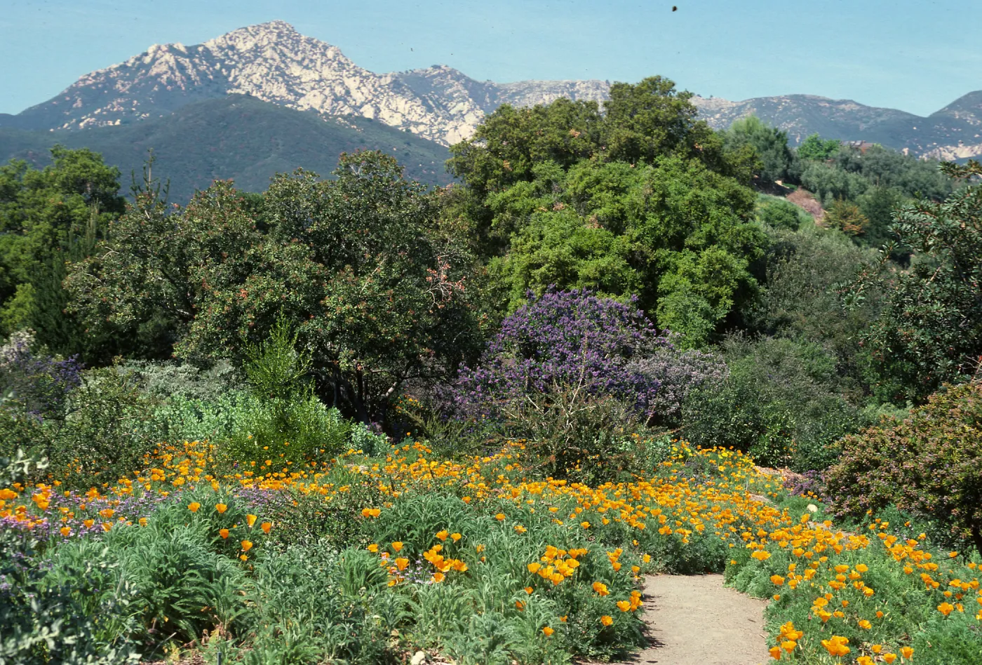 Porter Trail in bloom, wildflowers