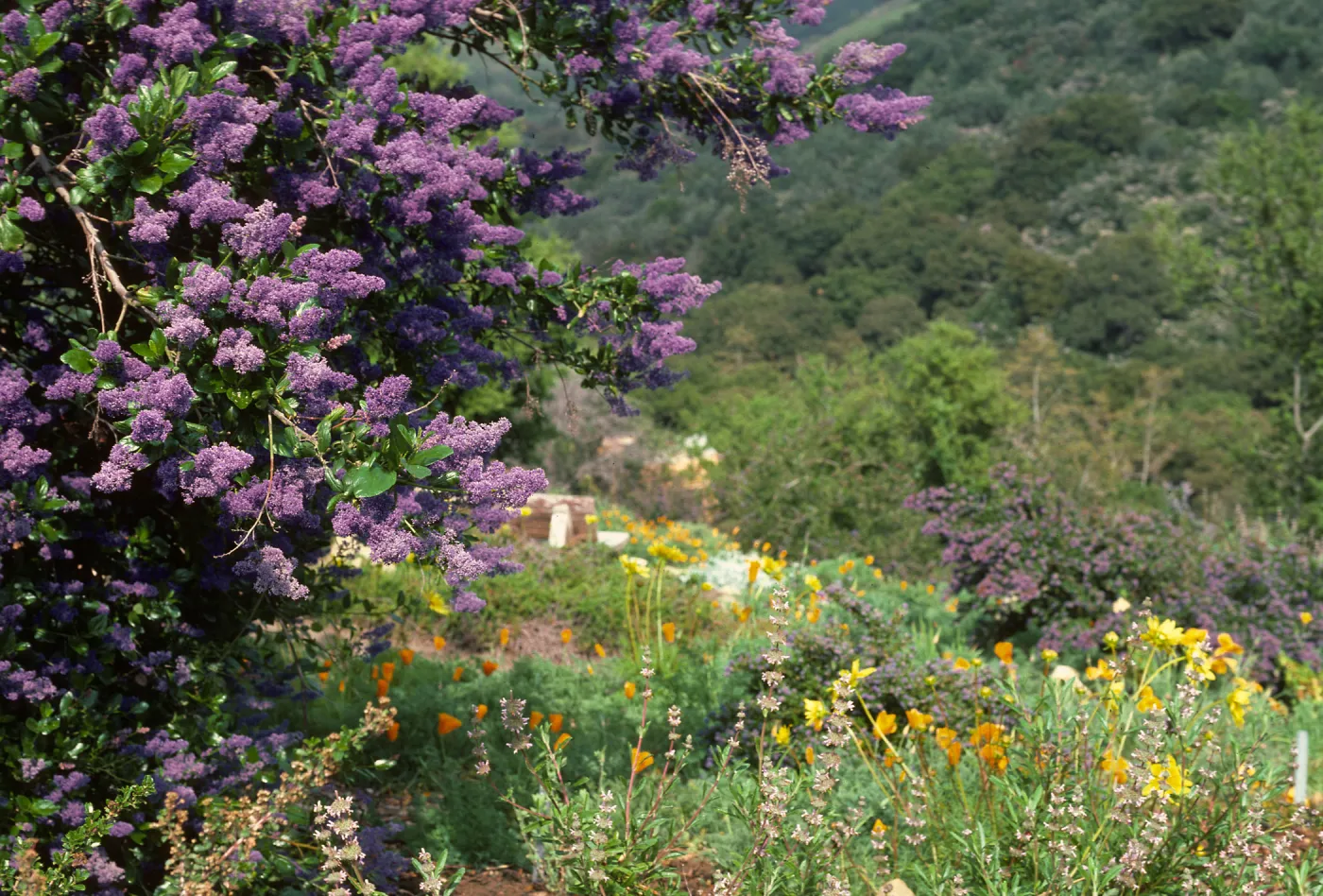Porter Trail in bloom, wildflowers, Ceanothus