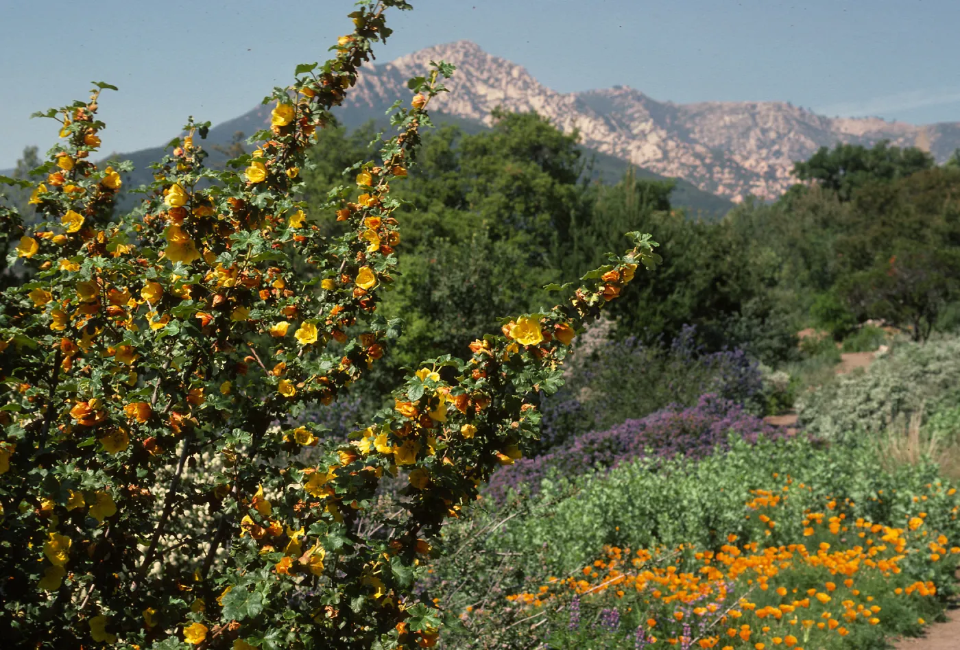 Porter Trail in bloom, wildflowers
