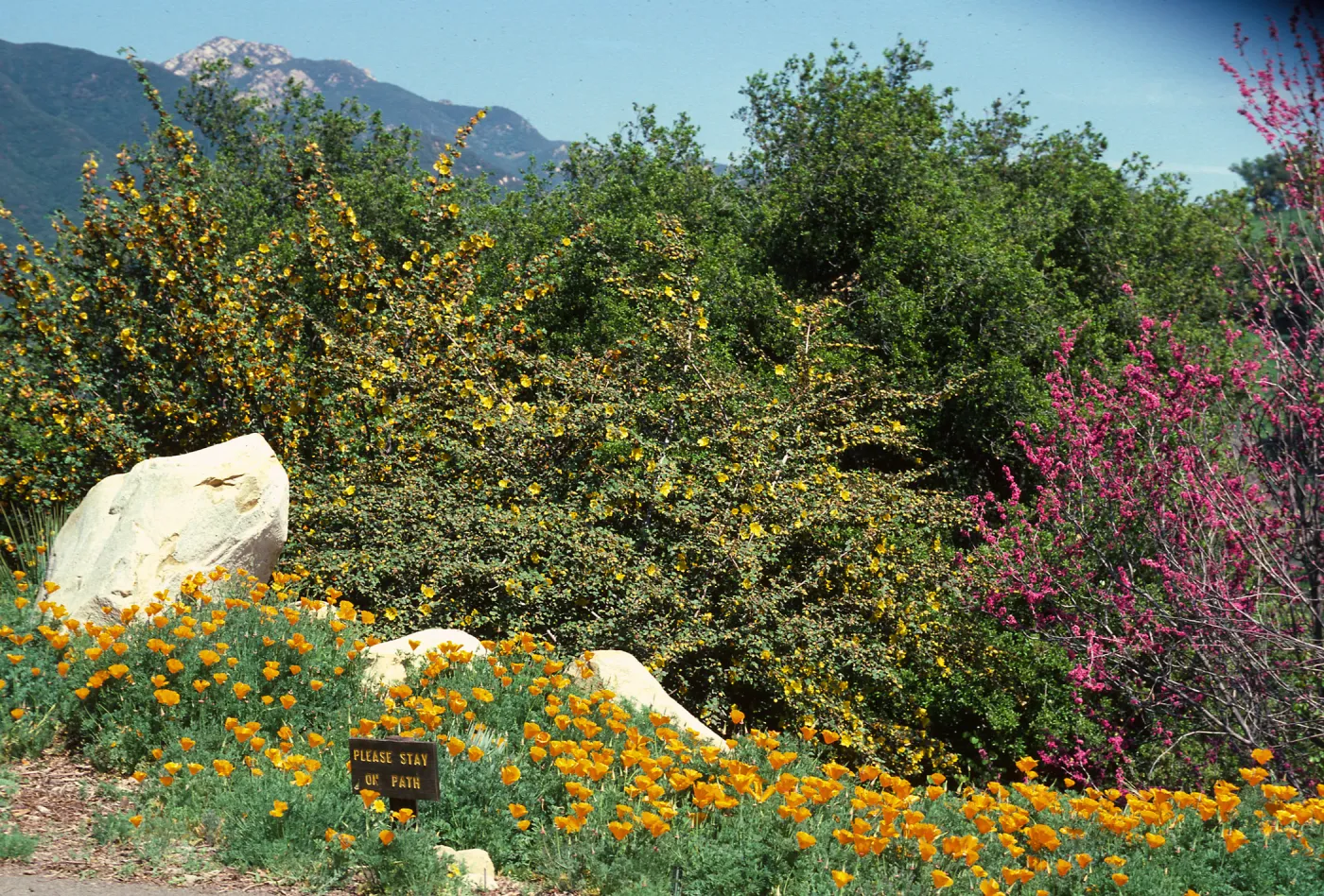 Porter Trail in bloom, wildflowers, Fremontodendron, Cercis