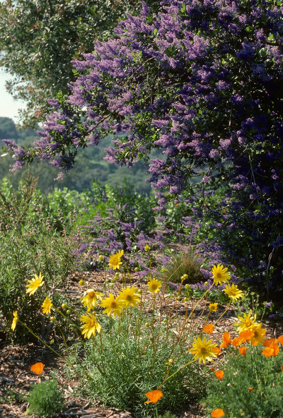 Porter Trail in bloom, wildflowers, Ceanothus