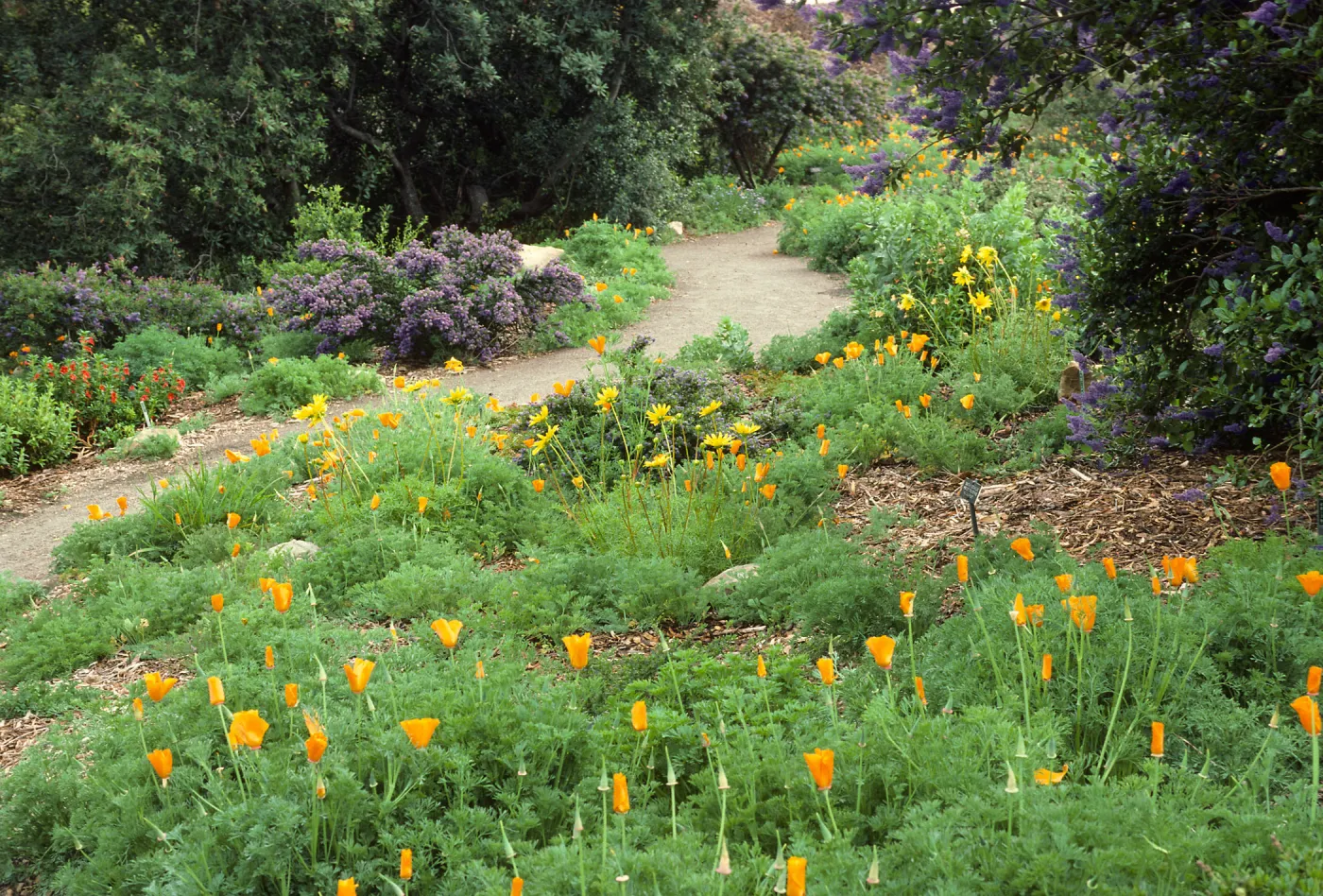 Porter Trail in bloom, wildflowers