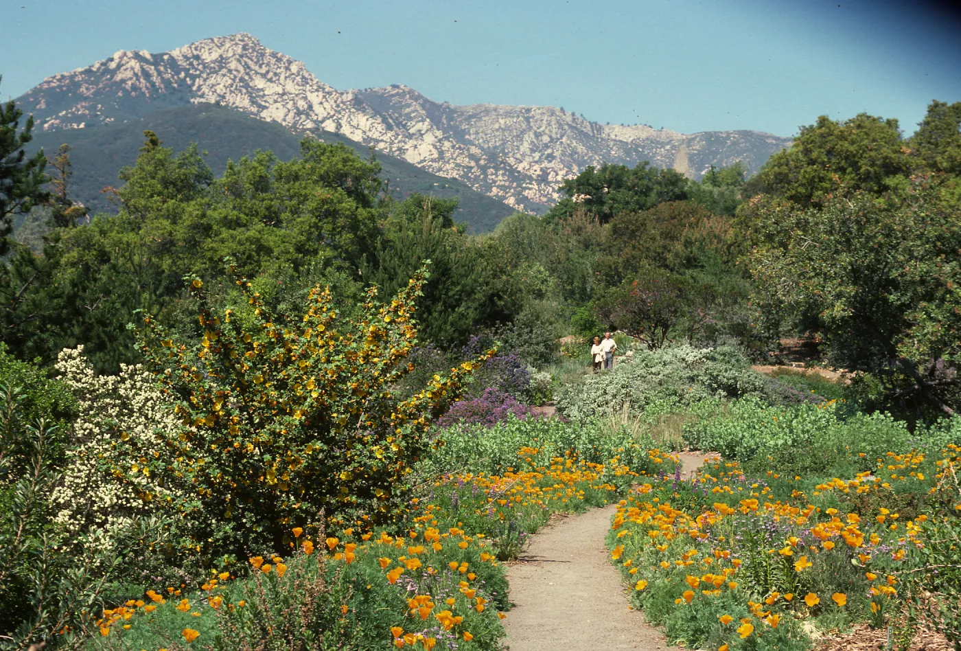Porter Trail in bloom, wildflowers