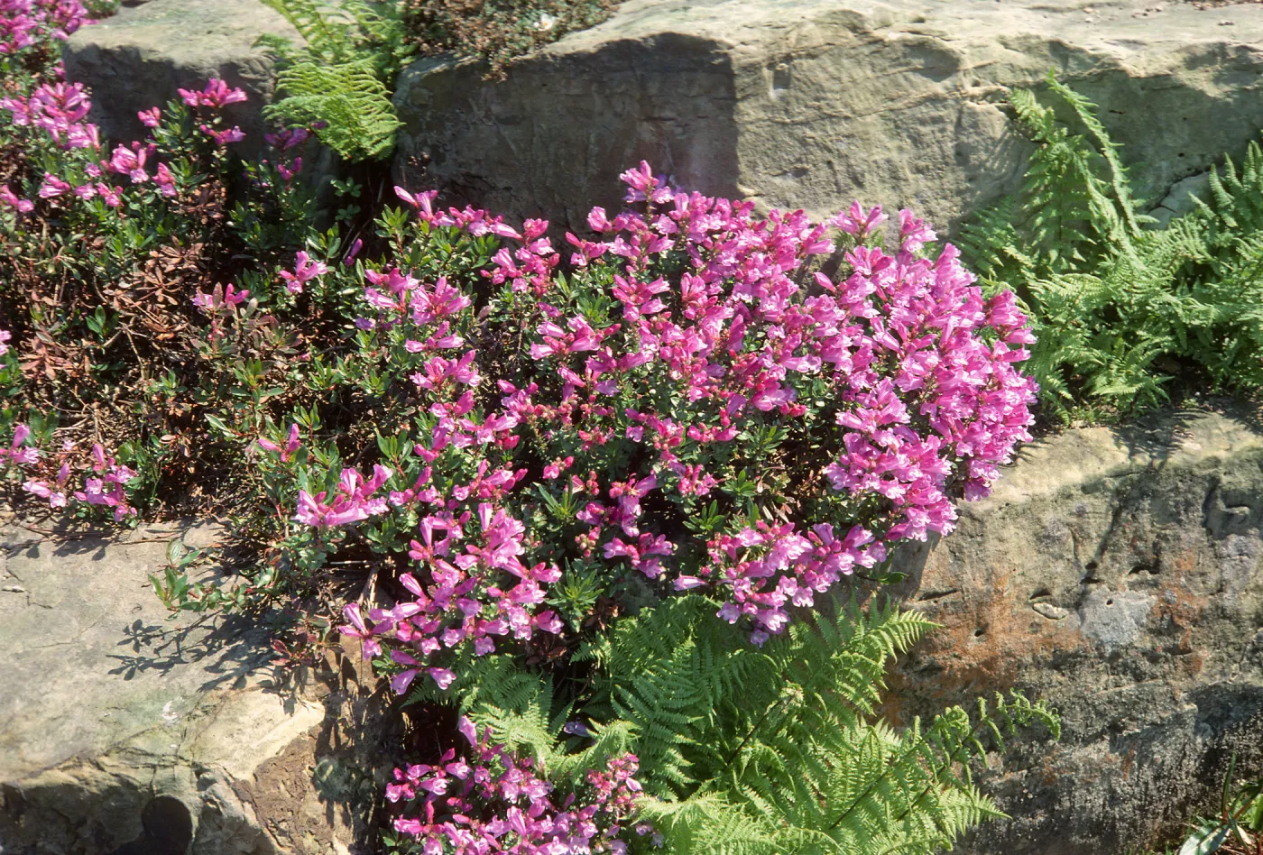 A bush covered in long, bright pink, cup-shaped flowers growing between large rocks. 