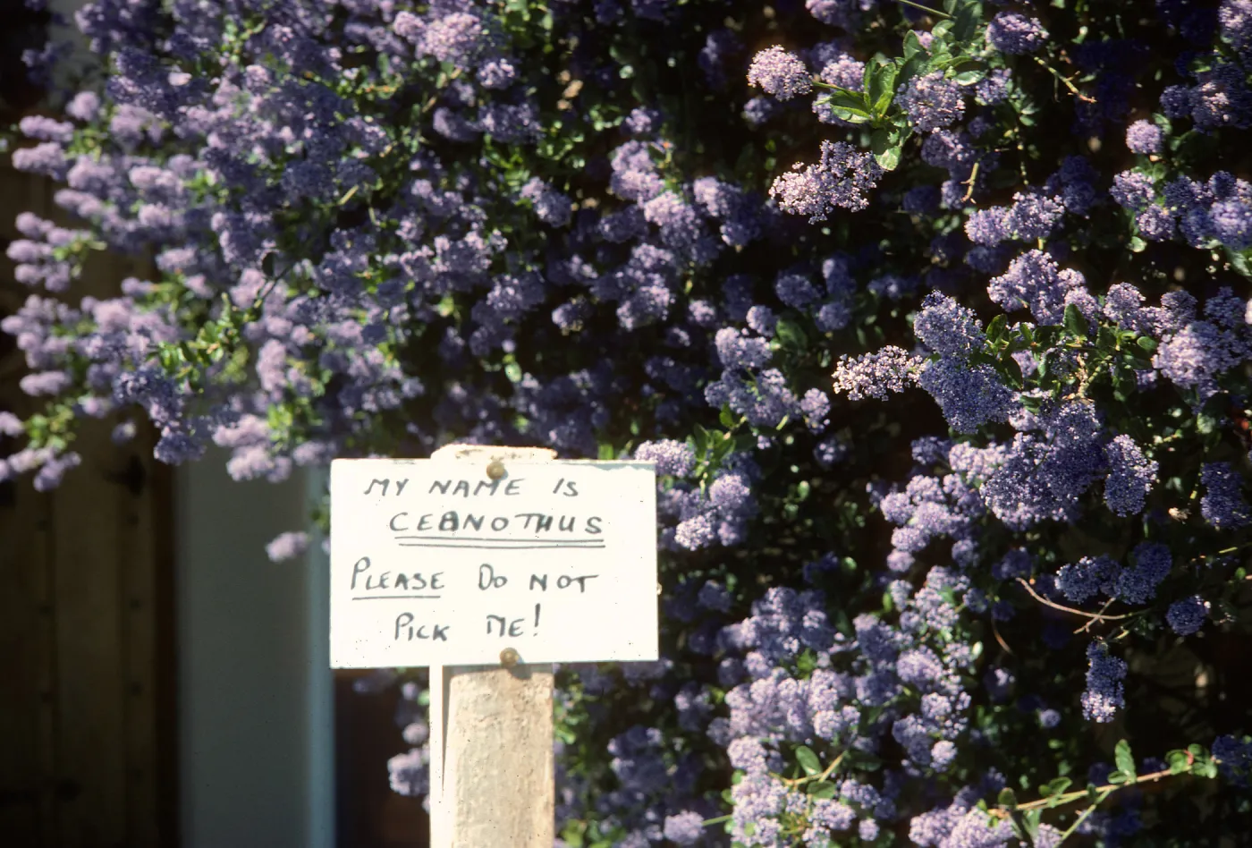 A white, handwritten sign reading "My name is Ceanothus, Please do not pick me!" in front of a large bush laden with clusters of tiny lilac flowers.
