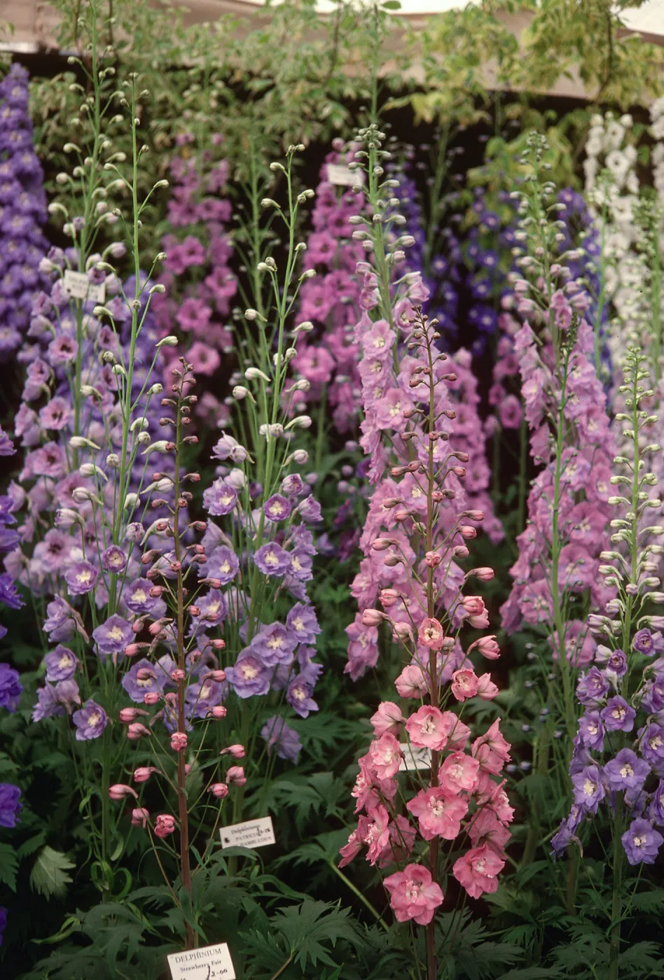  Delphinium spikes, Chelsea Show 1977
