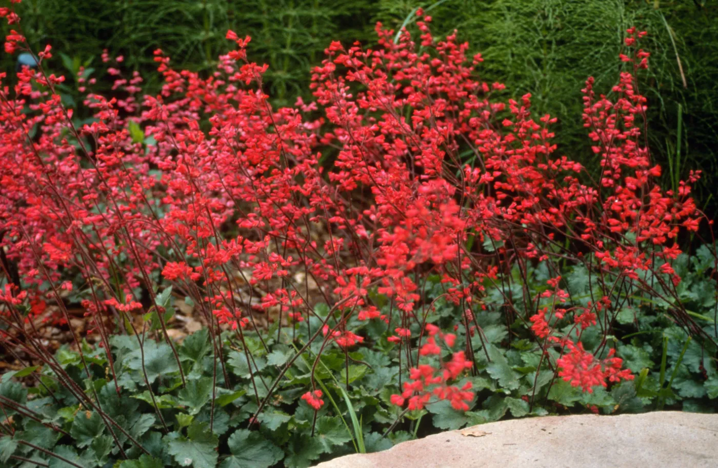 Heuchera cv. Canyon Belle, SBBG cultivar, Plant Introduction Program