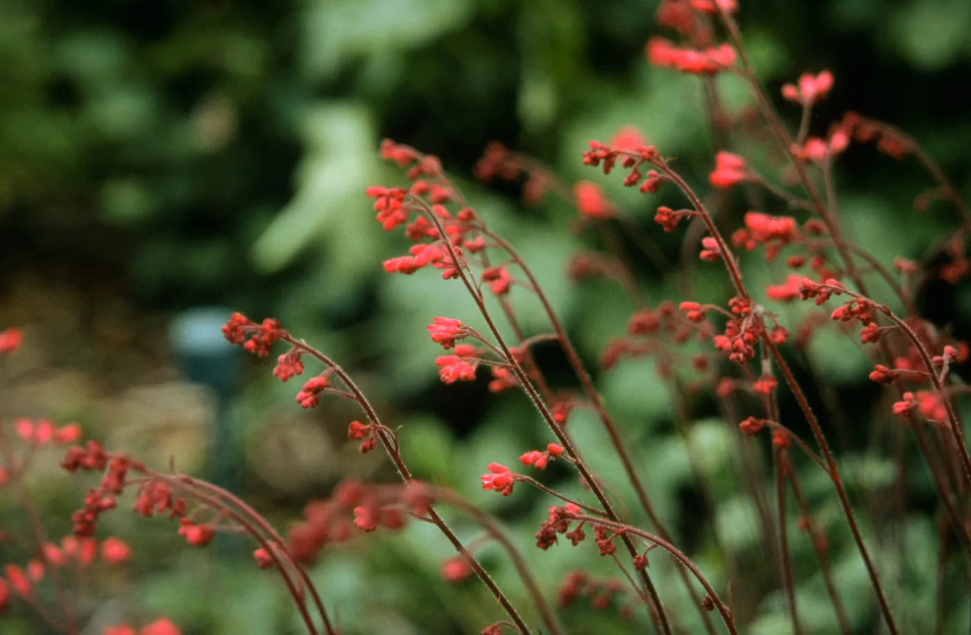 Heuchera cv. Canyon Belle, SBBG cultivar, Plant Introduction Program