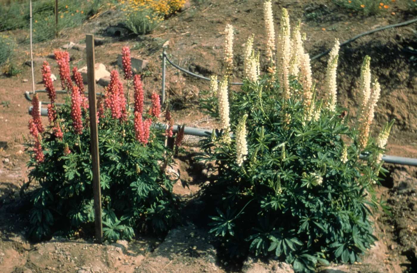 Lupinus cv. Canyon Sunset, SBBG cultivar, Plant Introduction Program