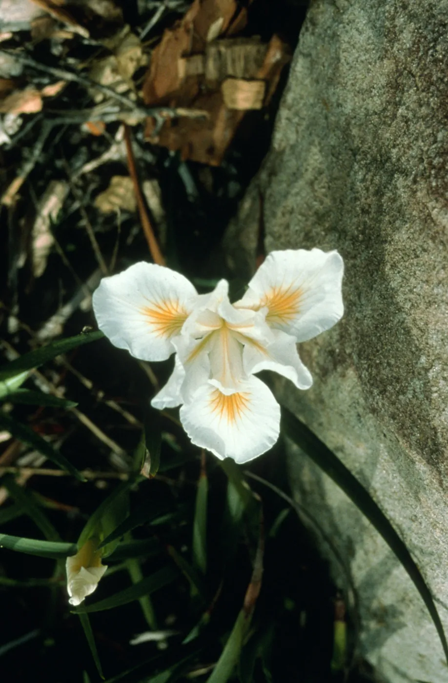 Iris cv. Canyon Snow, SBBG cultivar, Plant Introduction Program