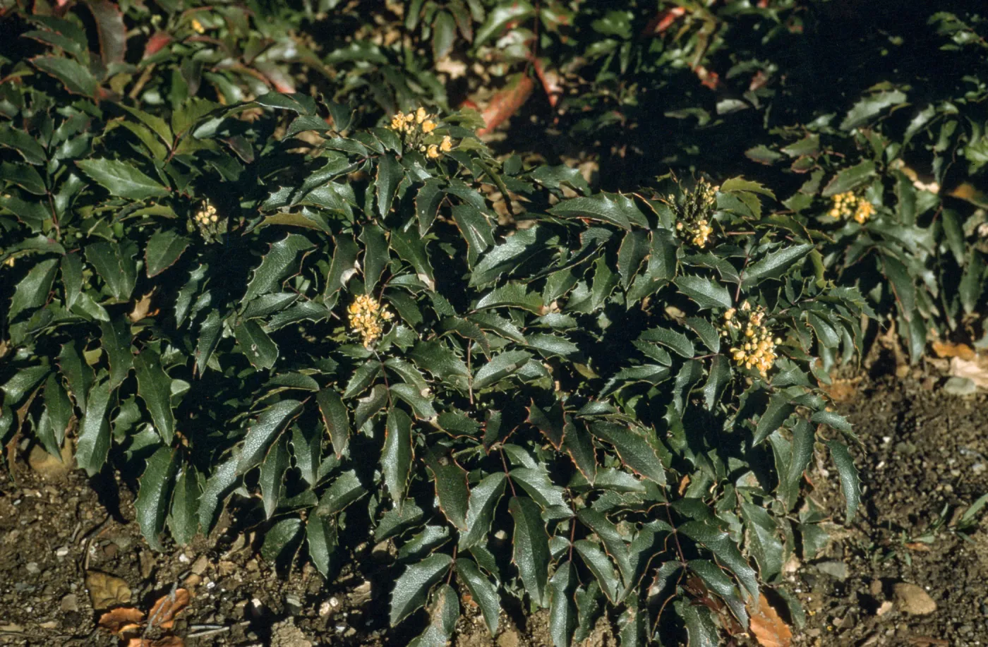 Mahonia cv. Mission Canyon, SBBG cultivar, Plant Introduction Program. Berberis