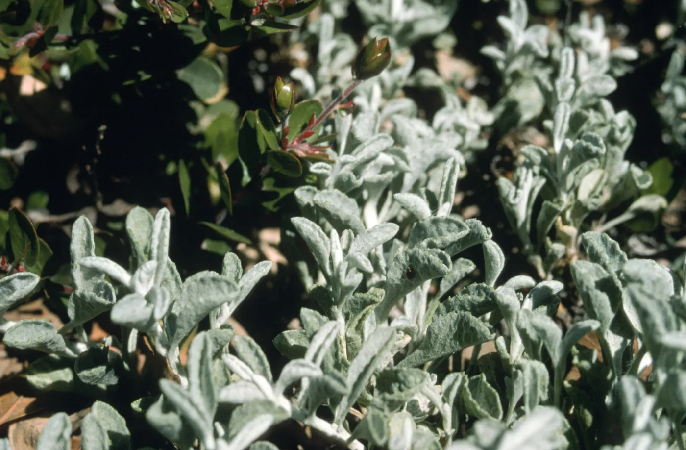 Lessingia filaginifolia cv. Silver Carpet, SBBG cultivar, Plant Introduction Program