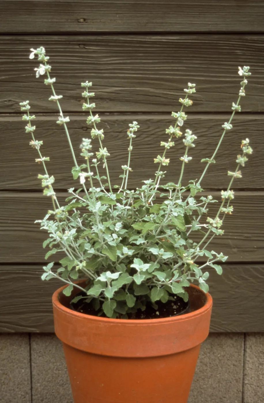 Salvia (Sage) cv. Baja Blanca, SBBG cultivar, Plant Introduction Program