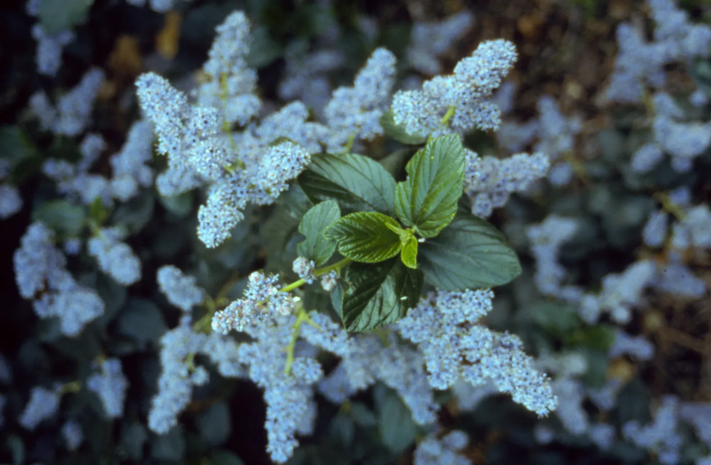 Ceanothus cv. Powder Blue, SBBG cultivar, Plant Introduction Program