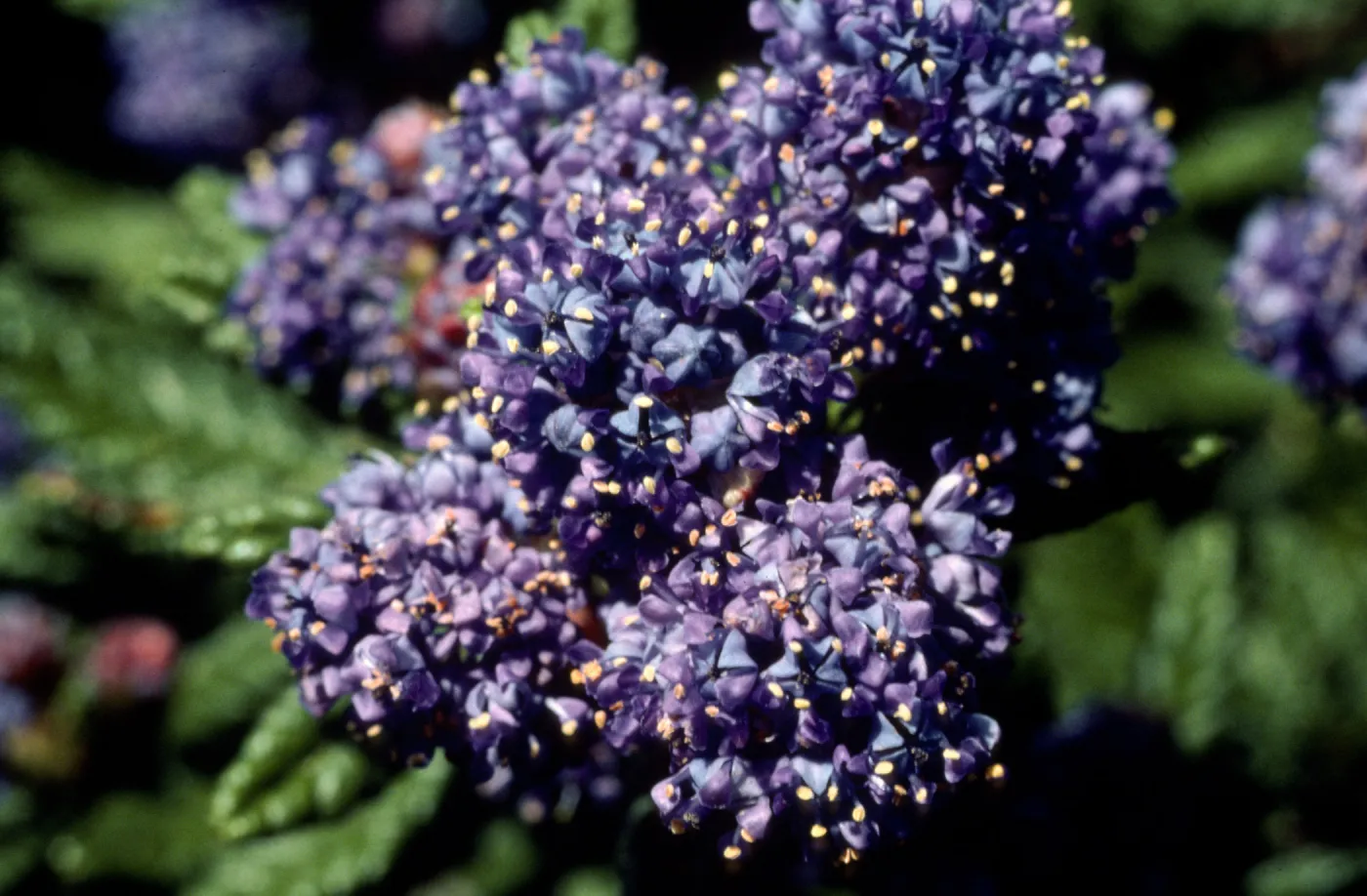 Ceanothus cv. Far Horizons, SBBG cultivar, Plant Introduction Program