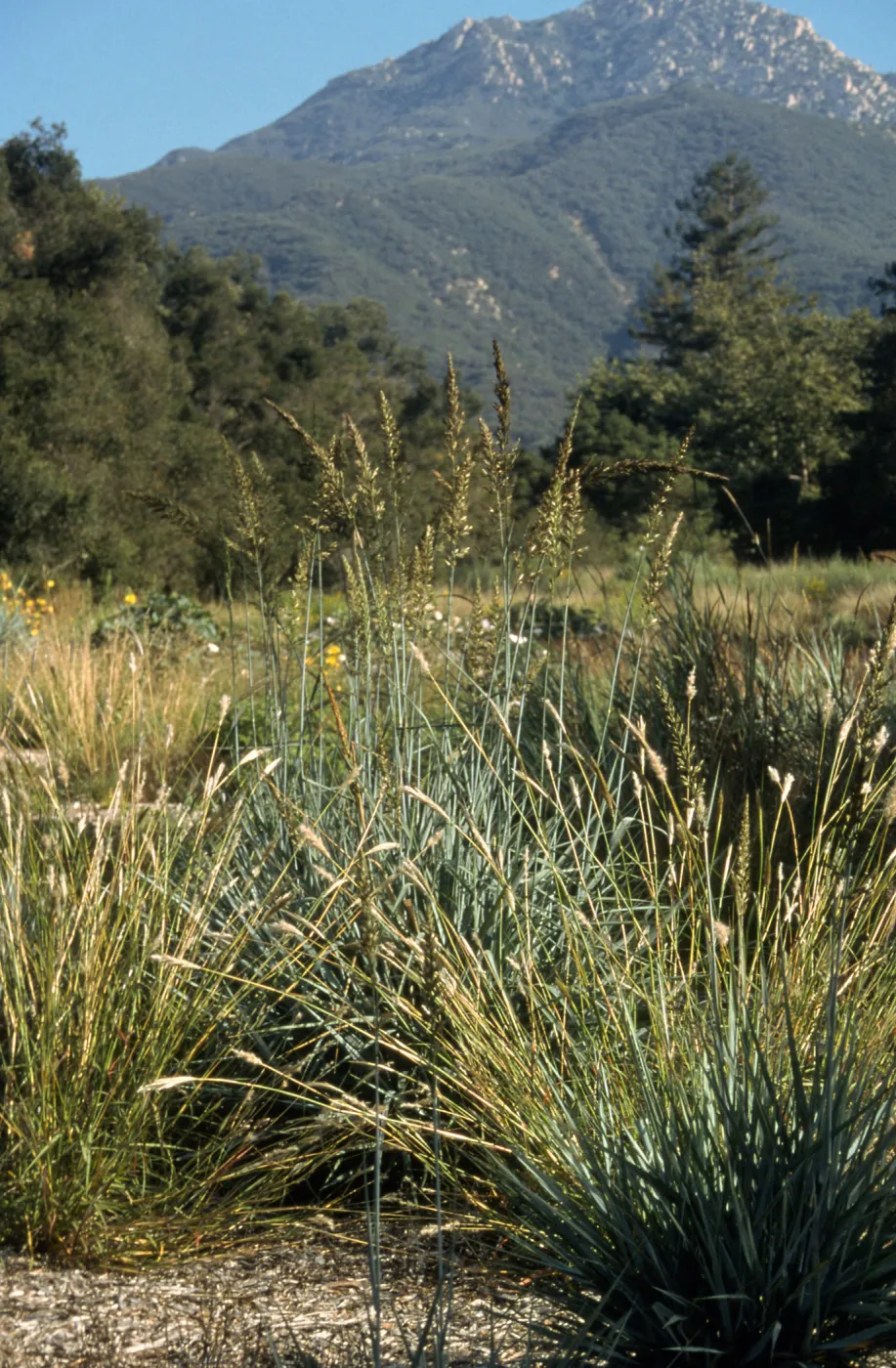 Leymus cv. Canyon Prince in bloom, SBBG cultivar, Plant Introduction Program