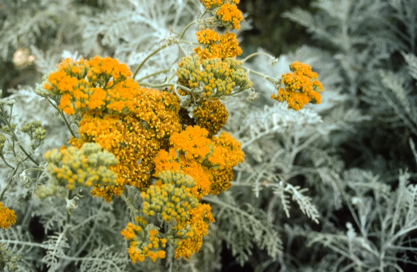 Eriophyllum cv. Canyon Silver in bloom, SBBG cultivar, Plant Introduction Program
